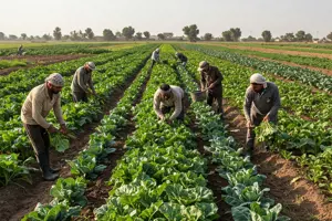        العمال المهرة في زراعة المحاصيل الحقلية والخضروات    